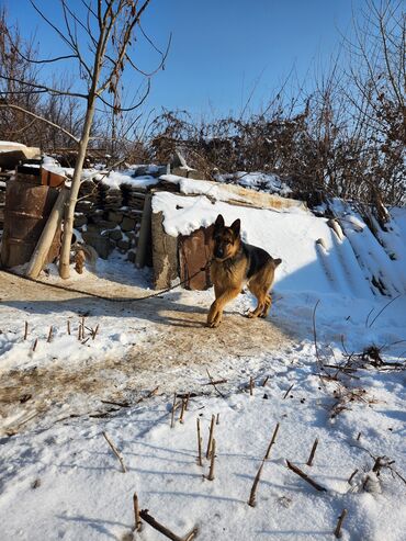 продаю индук: Немецкая овчарка, 8 месяцев, Самец, С прививкой