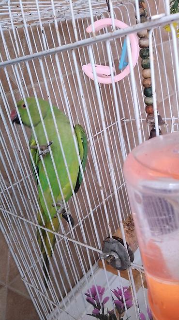 Животные: Qəfəslə erkəy 250 azn vatsap əlaqə Nimfa (Cockatiel) tutuquşu və qəfəs — 2