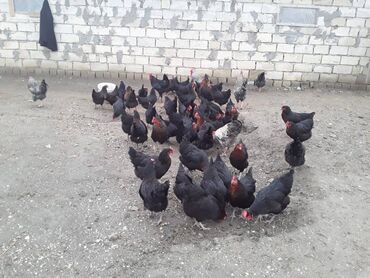 cins toyuqlar in Azərbaycan | TOYUQLAR, XORUZLAR: Mayalı Ataks toyuq yumurtaları 25 qəp