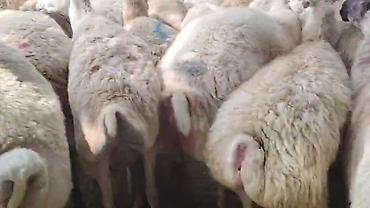 toyuq ucuz qiymete: Dişi, il: 1, Damazlıq, Pulsuz çatdırılma — 10