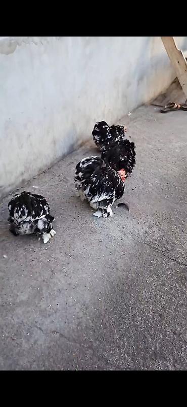Cücələr: Toyuq cücələri, Damazlıq — 5