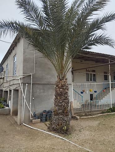 palma agaci satilir: Xurma xurması (Phoenix dactylifera) – iri dekorativ palma ağacı — 1