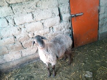 овца матка: Продаю | Баран (самец) | Гиссарская, Арашан | На забой