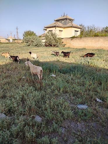 balalı qoyunlar: Məhsul: Keçilər sürüsü Təsvir : salam yerli keci 15 baş 2 qrından 4 — 1