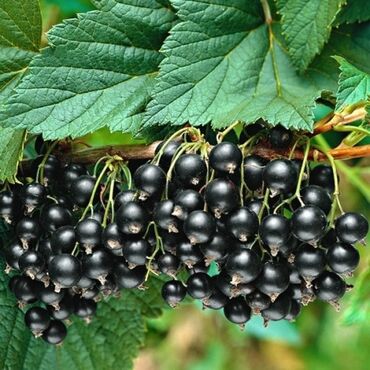 виноград аватар саженцы: Продажа саженцы смородины чёрная и красная. рост примерно 70-90см