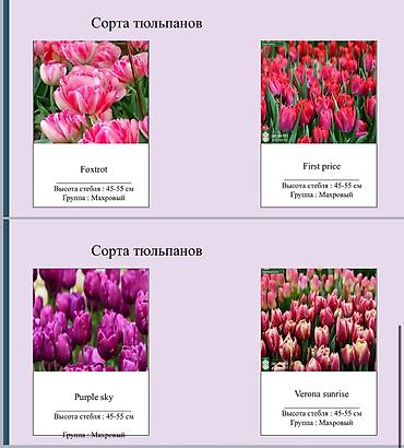 Цветы и букеты: ТЮЛЬПАНЫ ОПТОМ БИШКЕК — 9