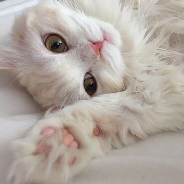 сколько стоит маленький котёнок: Erkək, Dişi, Yaxşı əllərə, Ödənişli çatdırılma