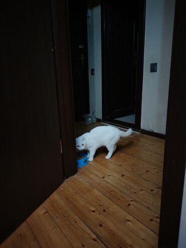 Pişiklər: Şotland yastı qulaq, Erkək, Yaxşı əllərə, Ünvandan götürmə — 8