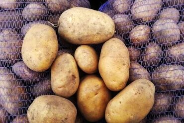 продам картошку: Картошка Пикассо