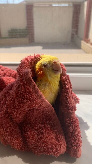 Tutuquşları: Növ: Korella papuqayı (cockatiel), sarı rəng 6 aylıgdır Erkek cinsidir — 12