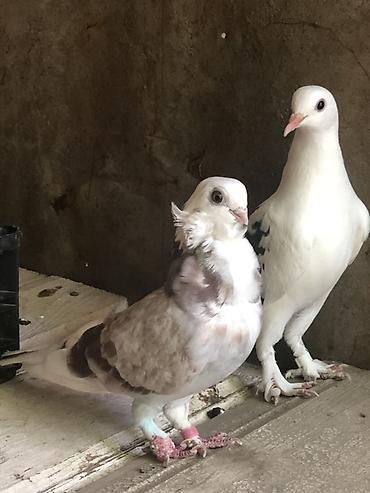 alman ovcarkası satılır: Bango maya cute hazir yumurtlamagina soz ola bilmez .erkeyin pisik — 2