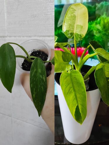 Садовые цветы и кустарники: Саженцы цветка: Флоксы — 22