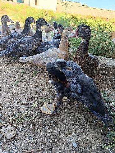 col ordek: Satılan məhsul ördək balalarıdır. Şəkillərdə bir neçə ədəd cavan ördək — 5