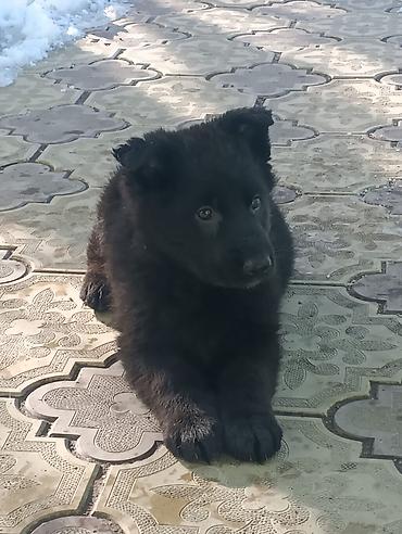 Продажа собак: Продаются щенки чистый немецкий овчарки воз 1 месяца только званиит — 9