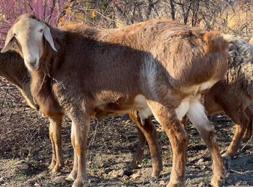 Бараны, овцы: Продаю | Баран (самец) | Для разведения — 2