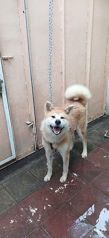 çixuaxua qiymeti: Akita-inu, 1 il, Dişi — 1