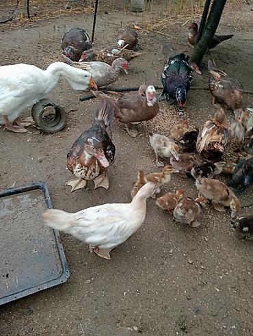 erkek: Erkək, | Lal ördək, Damazlıq — 2