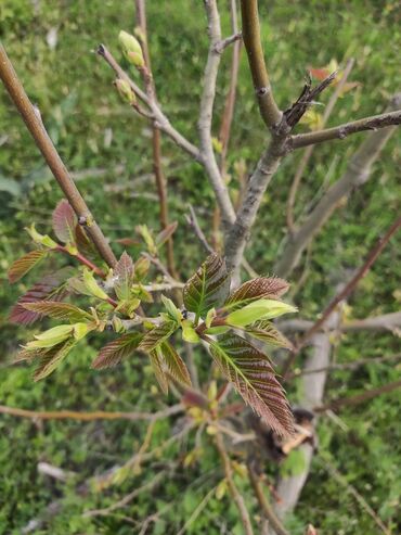 Torpaq sahələrinin satışı: 25 sot, Tikinti, Mülkiyyətçi, Kupça (Çıxarış) -da lalafo.az — 8 Torpaq sahələrinin satışı: 25 sot, Tikinti, Mülkiyyətçi, Kupça (Çıxarış) — 8