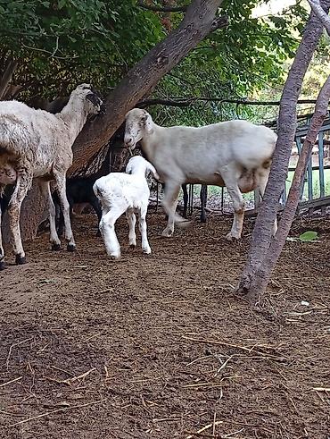 Баран, овца: Продаю | Баран (самец) | Арашан | Для разведения | Ярка — 7