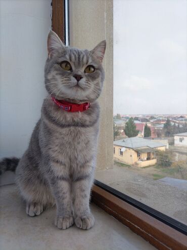 Самка, В добрые руки, Самовывоз