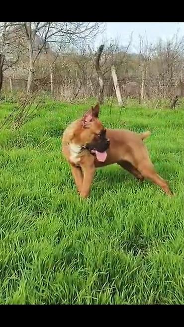 İtlər: Bokser -da lalafo.az — 9 İtlər: Bokser — 9