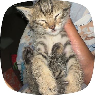 Мышыктар: Котёнок, полосатый табби - Милейший котёнок с тёплой песочно-серой — 3