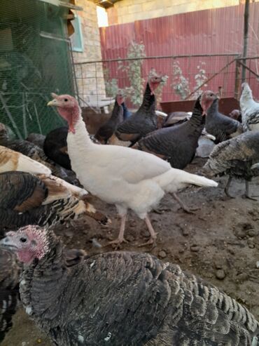 Индюки: Продаю | Индюк (самец) | Для разведения | Племенные — 1