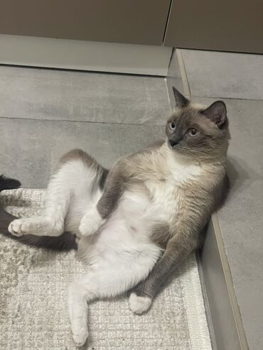 Отдам даром кошку: Кошка даром: Сиамская, Девочка, Приучена к лотку — 1