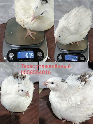 Үй жаныбарлары: Сатам | Балапандар, Инкубацияланган жумурткалар | Көбөйтүү үчүн — 1