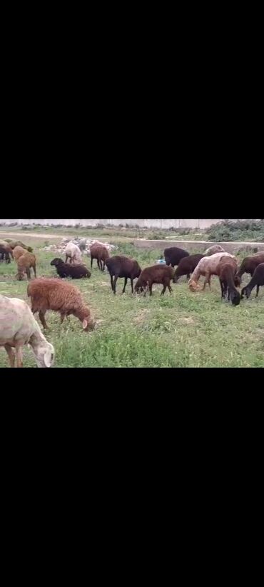 Бараны, овцы: Продаю | Овца (самка), Ягненок | Арашан | Для разведения | Матка, Ярка, Ягнившаяся