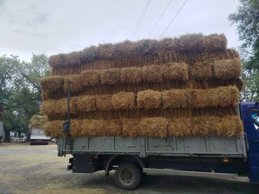 продажа токмок: Покупаю салому с поли на сенвале либо количество цена договорная
