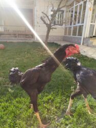 речная форель: Сатам | Короздор | Тебиштирүүчү | Көбөйтүү үчүн