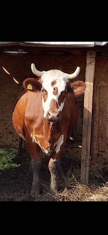 бука алам: Продаю | Корова (самка) | Айрширская | Для молока | Не стельные