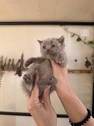 буудай фото: Британская короткошёрстная, 1 месяц, Девочка, Лиловый, Проглистована, С документами, С прививками — 9