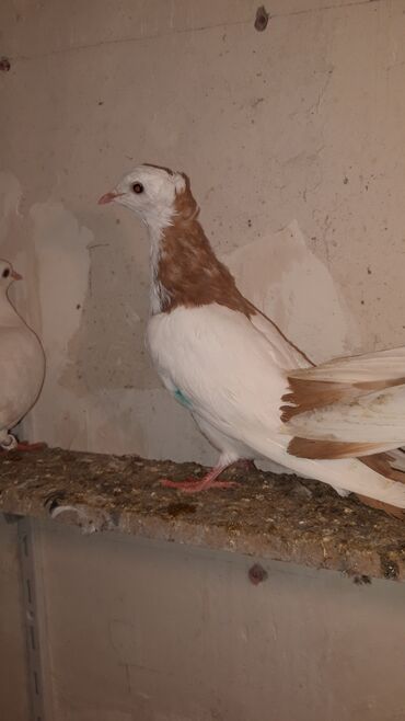 Göyərçinlər: Bawi kekili dizden cilpaq boynu qülü sari quyruqlar axi olanlarda var — 5