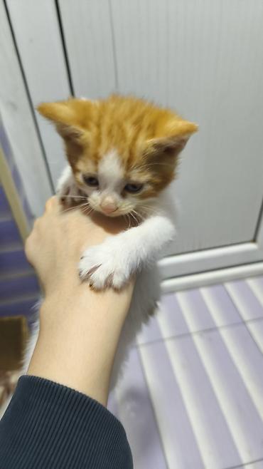 Pişiklər: Yaxşı əllərə — 1