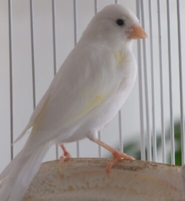 певчие птицы: Продаю пару канареек, белый самец, отлично поёт, девочка белая