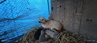 it üçün boyunbağı: 1 il, Dişi, Peyvəndli, Ünvandan götürmə