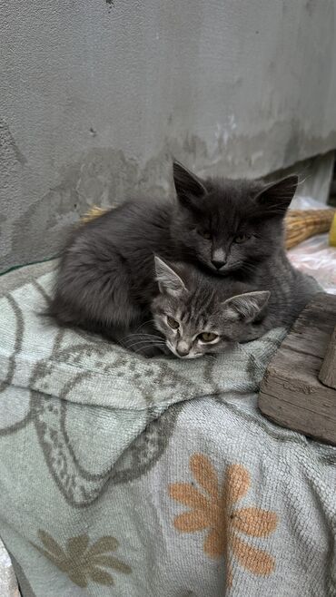 сколько стоят сфинксы: Кошка даром: Беспородная, 3 месяца, Девочка, Приучена к лотку