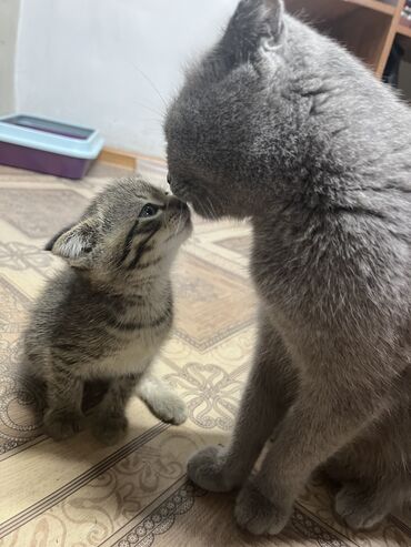 вислоухие котята уход: Кошка даром: Скотиш Фолд (Шотландская вислоухая), Мальчик