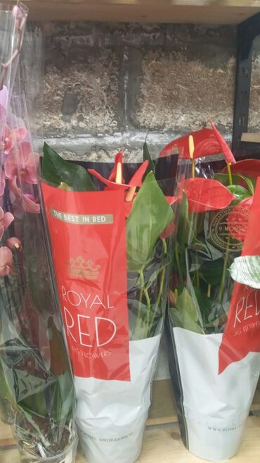 Şitillər: Gül satsi Vathcapa yazın isdediyniz gülü ünvanda catraq Otaq gülleri — 10