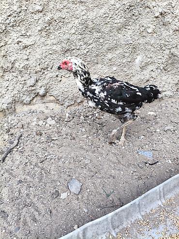 etlik cuceler: Heyvanlar merdekandadi. fikri ciddi olanlara etrafli melumat — 8