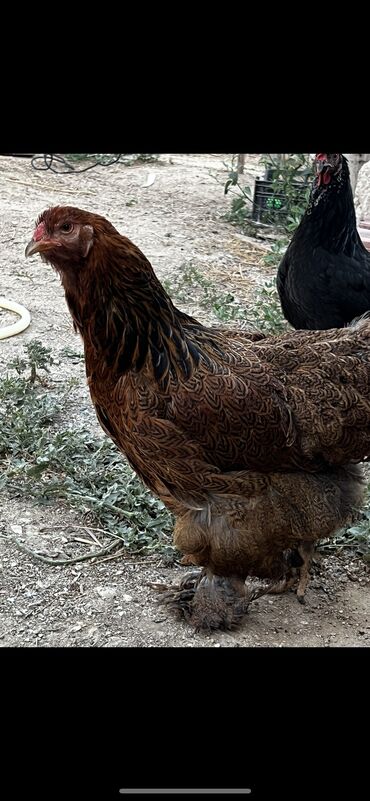 kend toyuqlari satisi: Satılır ve ya barter olunur