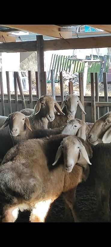 Баран, овца: Продаю | Овца (самка) | Арашан | Для разведения | Ярка — 3