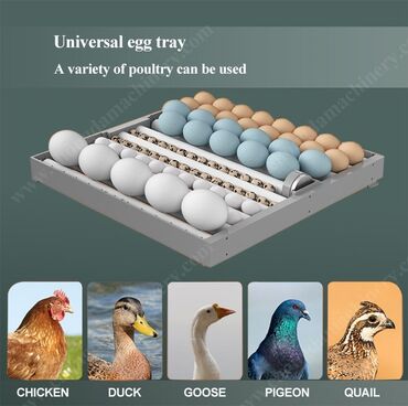 Heyvanlar üçün digər mallar: Yeni model,smart-rejimli aparat satılır. İnkubator tam avtomat,və — 5