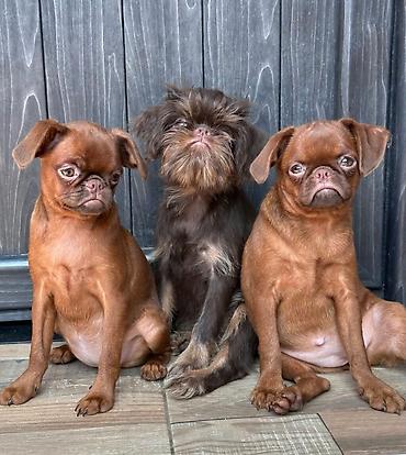Petit Brabançon (Smooth Brussel Griffon) štenci u retkim i veoma — 2