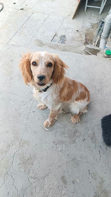 Koker spaniyel, 9 ay lalafo.az -da Koker spaniyel, 9 ay