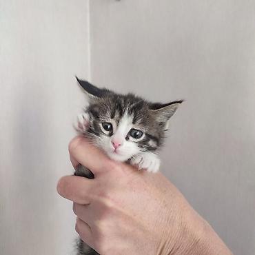 купить котят: Котята, помёт домашней кошки. Разные окрасы: черно-белый — 4