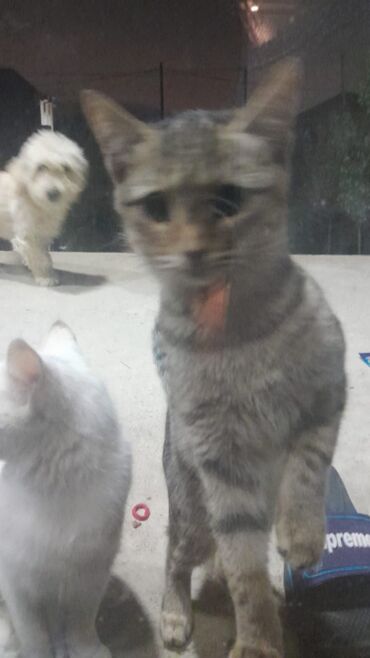 Pişiklər: Türk anqora -da lalafo.az — 30 Pişiklər: Türk anqora — 30