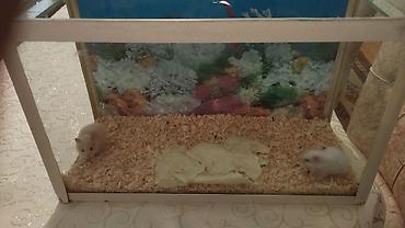 akvarium ve baliqlar: 2 ədəd xamyak akvaryum qarişiq 35 manat reyal aliciya 30 dan verərəm — 5